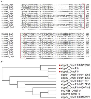 Comparative Genomics Revealed Fluoroquinolone Resistance Determinants and OmpF Deletion in Carbapenem-Resistant Escherichia coli